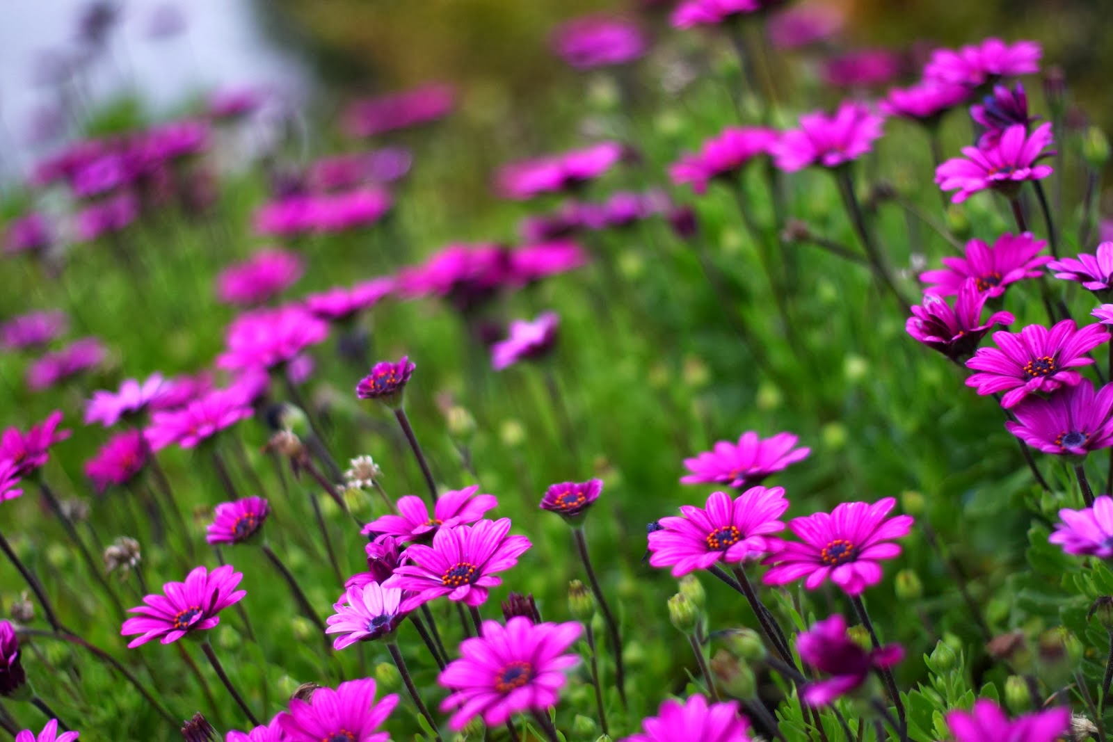Hoa nhị cánh tím tượng trưng cho sự hiện đại và tinh tế. Với những mảng màu tím tuyệt đẹp, hoa này được yêu thích trong cả trang trí sân vườn và trang trí trong nhà. Những bông hoa này vừa ấm áp, vừa sang trọng đem lại vẻ đẹp và ý nghĩa nhân văn cho mọi người.