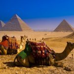 Camels near Great Pyramids of Giza