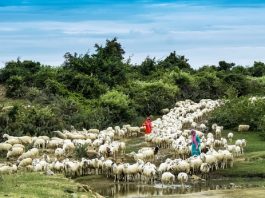 du lịch hè