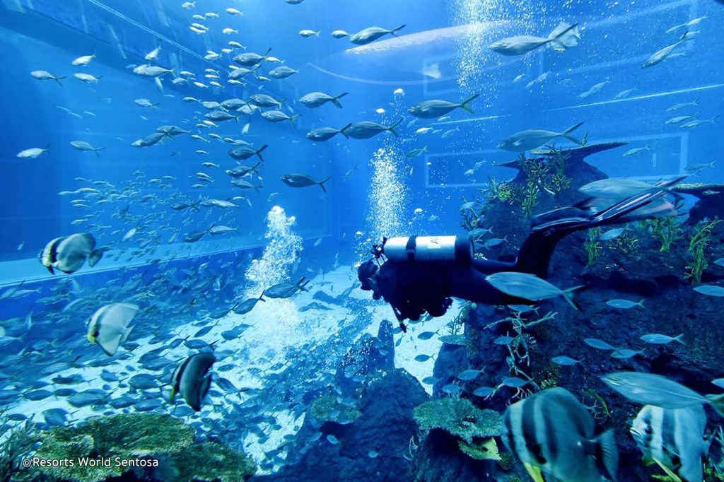 Thủy cung Sea Aquarium Singapore và những trải nghiệm tuyệt vời - 1 70 1024x682