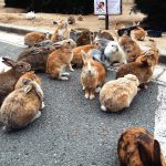 hieuhieu-190124110106-dao-okunoshima