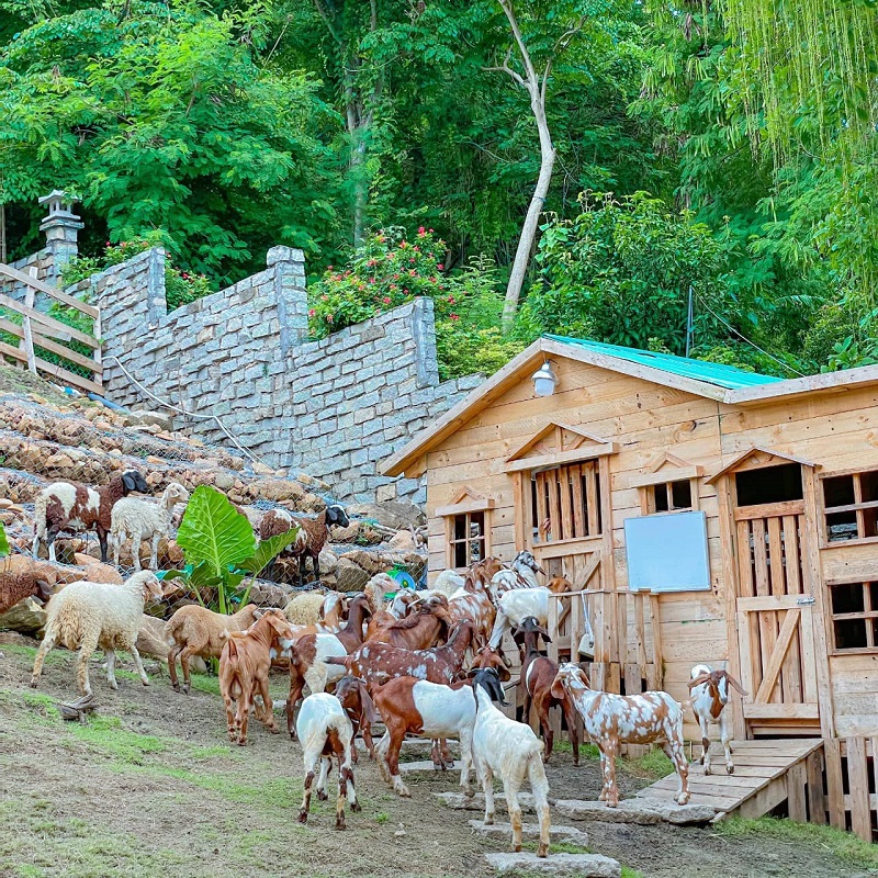 Ulala Farm Vũng Tàu 2