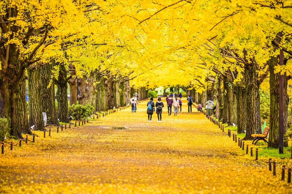 top địa điểm ngắm mùa thu đẹp ở Tokyo 1